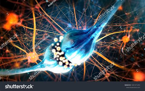 Neurotransmission Synapse Neurons Nervous System 3d Stock Illustration 1301371255 | Shutterstock