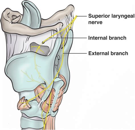 Pharyngeal Plexus Of Vagus Nerve