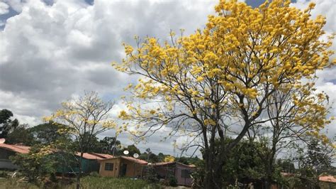 Los Guayacanes En Panamá