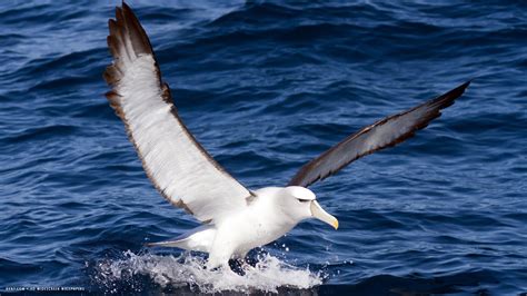 albatross thalassarche cauta shy mollymawk landing bird hd widescreen ...