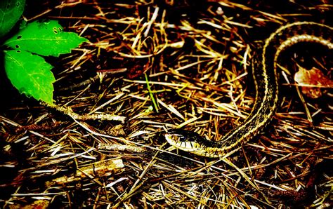 Garter Snake 5 28 2020 Timmerman Trail Cayce SC Nikon Flickr