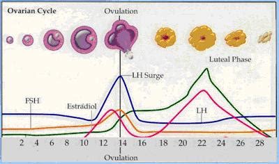 28 Day Menstrual Cycle Chart