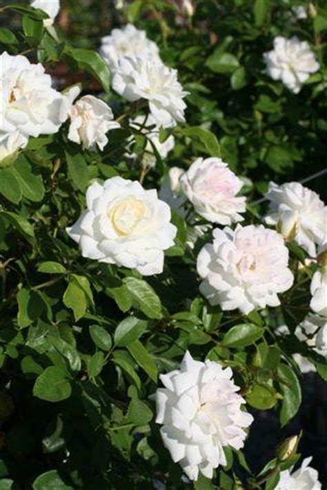 Rosa Iceberg Floribunda Devil Mountain Wholesale Nursery