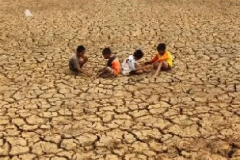 Dampak El Nino Hektare Sawah Di Kabupaten Serang Banten Terancam