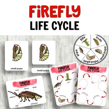 Firefly Life Cycle Insect Activities | TpT