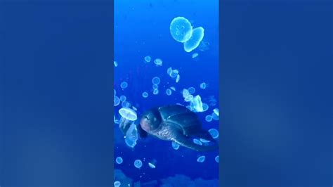 Giant Sea Turtle Eating Jellyfish Alive In The Ocean Swimming With