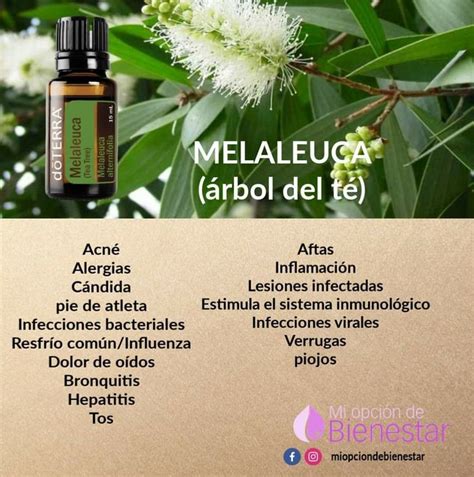 El aceite de Melaleuca tiene las propiedades de analgésico