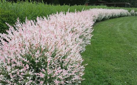 Buy Variegated Dappled Willow Bush Hakuro Nishiki Free Shipping Wilson Bros Gardens 1