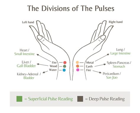 Pulse Diagnosis In Acupuncture Tonika Health