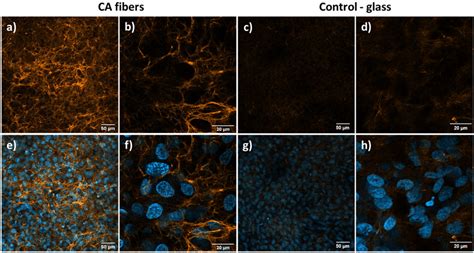 Collagen Staining Results After Days Of Cell Culture A C E And G