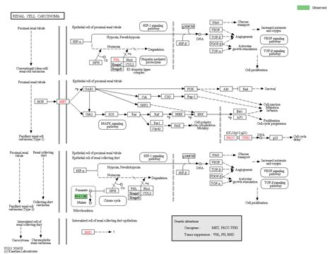 Kegg Pathway Renal Cell Carcinoma Reference Pathway