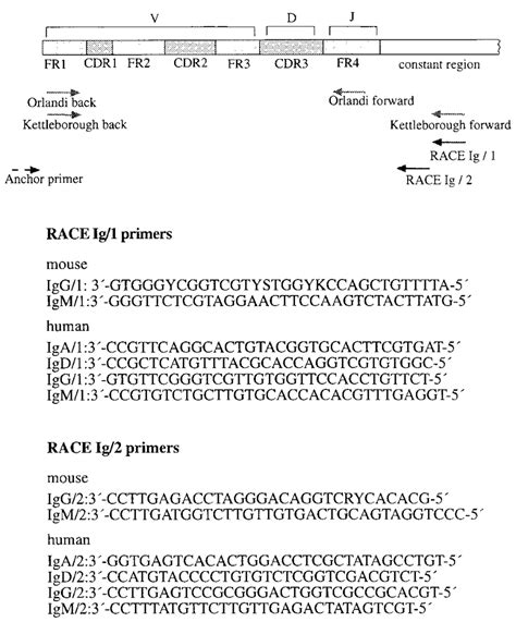 Annealing Positions And Nucleotide Sequences Of Primers Download