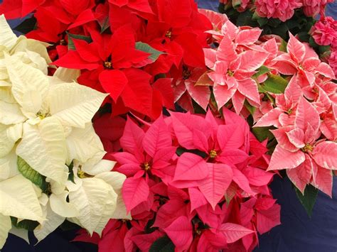 Flower Homes: Poinsettia Flowers