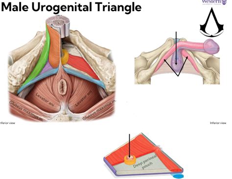 Male Urogenital Triangle Diagram Quizlet