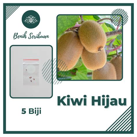 Jual Bibit Buah Kiwi Manis Benih Kiwi Hijau Unggul Tanaman Buah