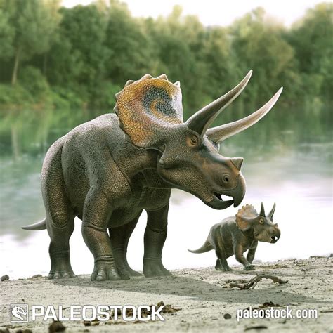 Real Triceratops Dinosaur