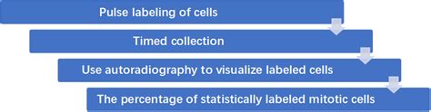 Cell Cycle Detection Creative Bioarray Cellassay