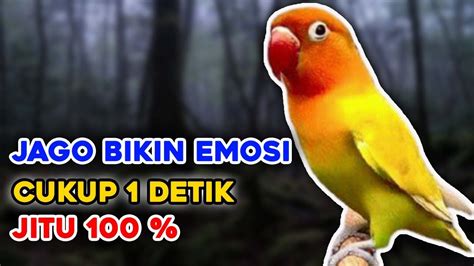 Jagonya Memancing Emosi Lovebird Lovebird Manapun Auto Emosi