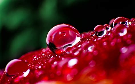 Nature Water Drops Macro Wallpapers Hd Desktop And Mobile Backgrounds