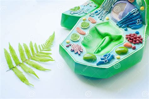 Plant Leaf And Model Of Plant Cell Stock Image Image Of Nucleus Cell