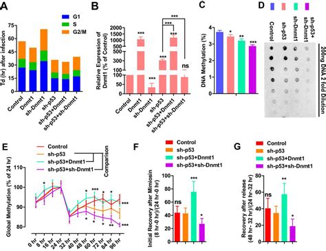 Passive Dna Demethylation Preferentially Up Regulates Pluripotency