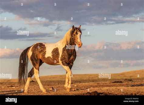 Wild Horse Stallion Stock Photo Alamy