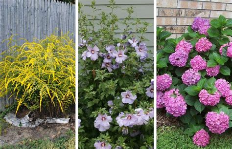 Low Maintenance Shrubs Anyone Can Grow