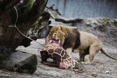 Kopenhagen T Tung Von Vier L Wen Und Giraffe Marius Fotos Der Spiegel