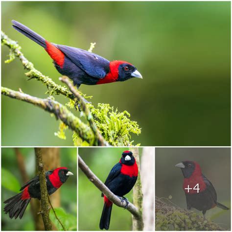 Conoce a la tangara de cuello carmesí la exquisita obra maestra de la