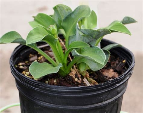 Hostas Dayton Nursery