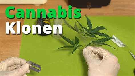 So Klonst Du Deine Cannabis Pflanzen Stecklinge Selber Schneiden