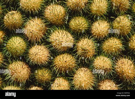 top view of yellow rambutan. Rambutan is a local fruit on malaysia ...