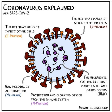 The Physiology And Anatomy Behind Viruses Ft Covid 19 Youth Medical