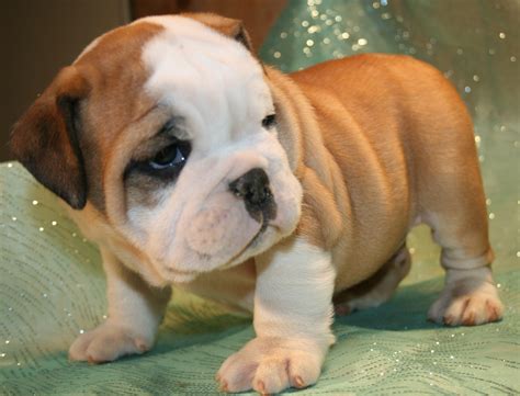 Toy Bulldog Breed - Pictures, Information, Temperament, Characteristics ...