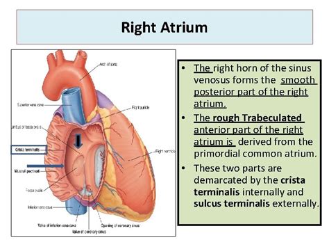 Heart Development By Prof Saeed Abuel Makarem Objectives