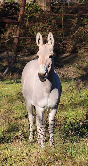 Critically Endangered Somali Wild Asses Make Exhibit Debut At Franklin