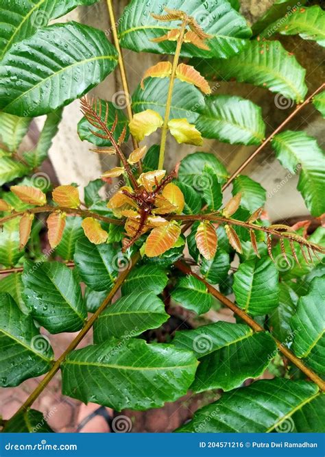 This is a Matoa Tree (Pometia Pinnata) Stock Photo - Image of flower ...