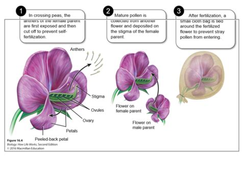 Genetic Variation Sex Chromosomes Linkage And Organelles Ch