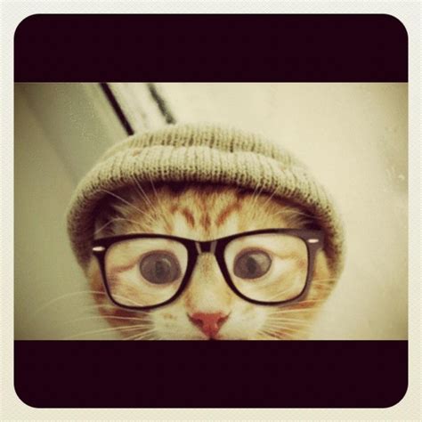 hipster cat | Hipster cat, Hipster animals, Hipster funny