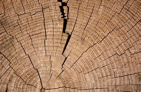 Jahresringe Baum Holz Kostenloses Foto Auf Pixabay Pixabay