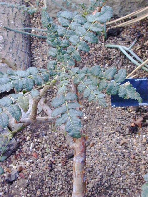 Frankincense Tree (Boswellia sacra)