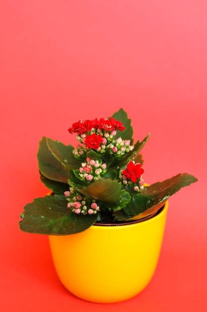 Premium Photo Kalanchoe Flowers In Yellow Pot On Red Background