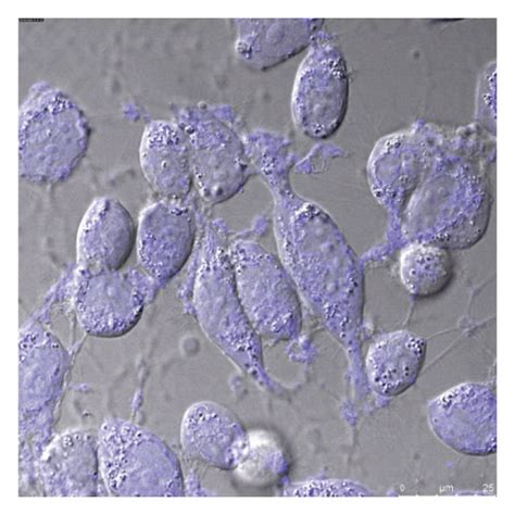 Confocal Fluorescence Images Of Living Hela Cells Bright Field Image