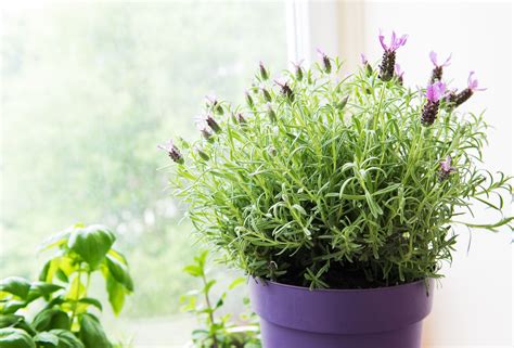 Lavender Plant Bedroom Creating A Calming Oasis For Better Sleep