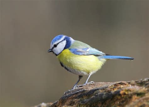 Mésange bleue Parus caeruleus Le poidesans Flickr