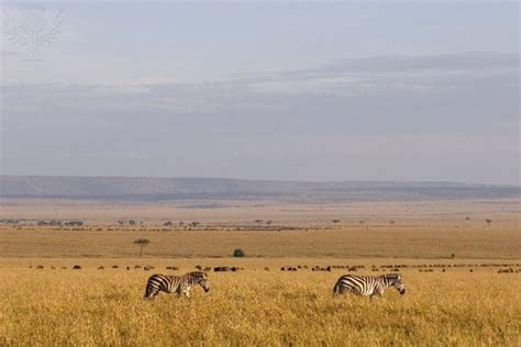 Northeastern Plain