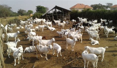 Goats National Agricultural Advisory Services