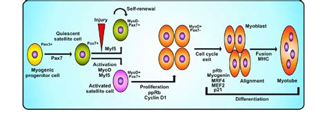 Regulation Of Proliferation And Differentiation Of Myogenic Progenitor Download Scientific