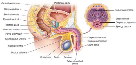 Midsagittal Male Pelvis Diagram Quizlet