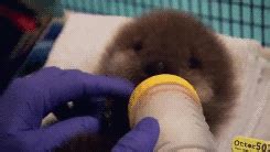 Thumbs Pro Mcavoys Baby Otters First Encounter With Water